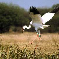 Bharatpur National Park