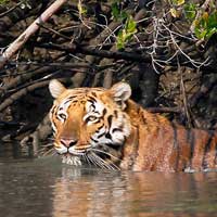 Sundarban National Park