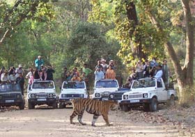 Bandhavgarh & Kanha National Park