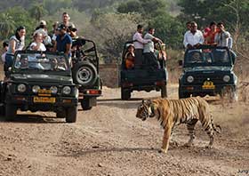 Temples, Tigers & The Taj 